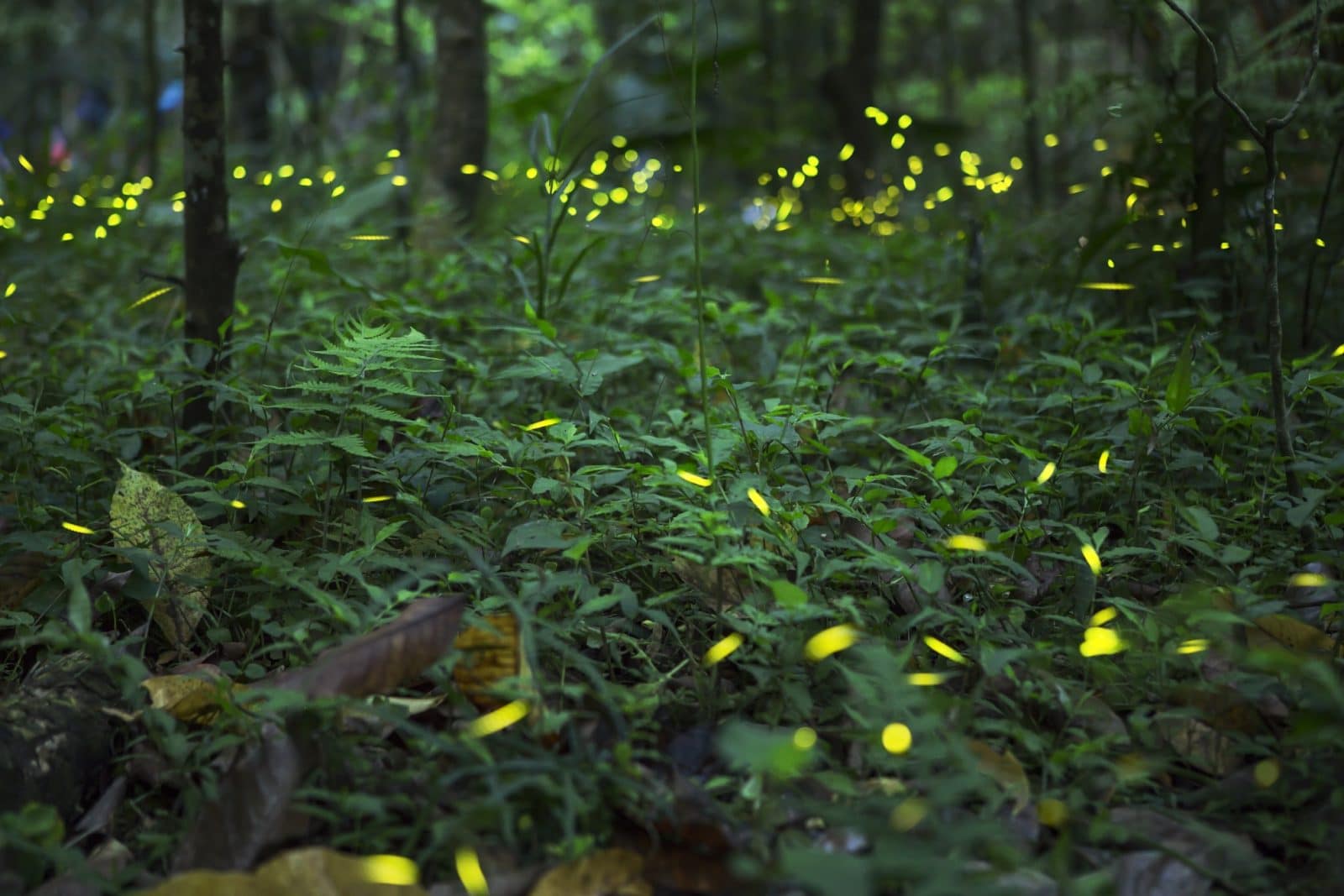 Synchronous Fireflies National Park