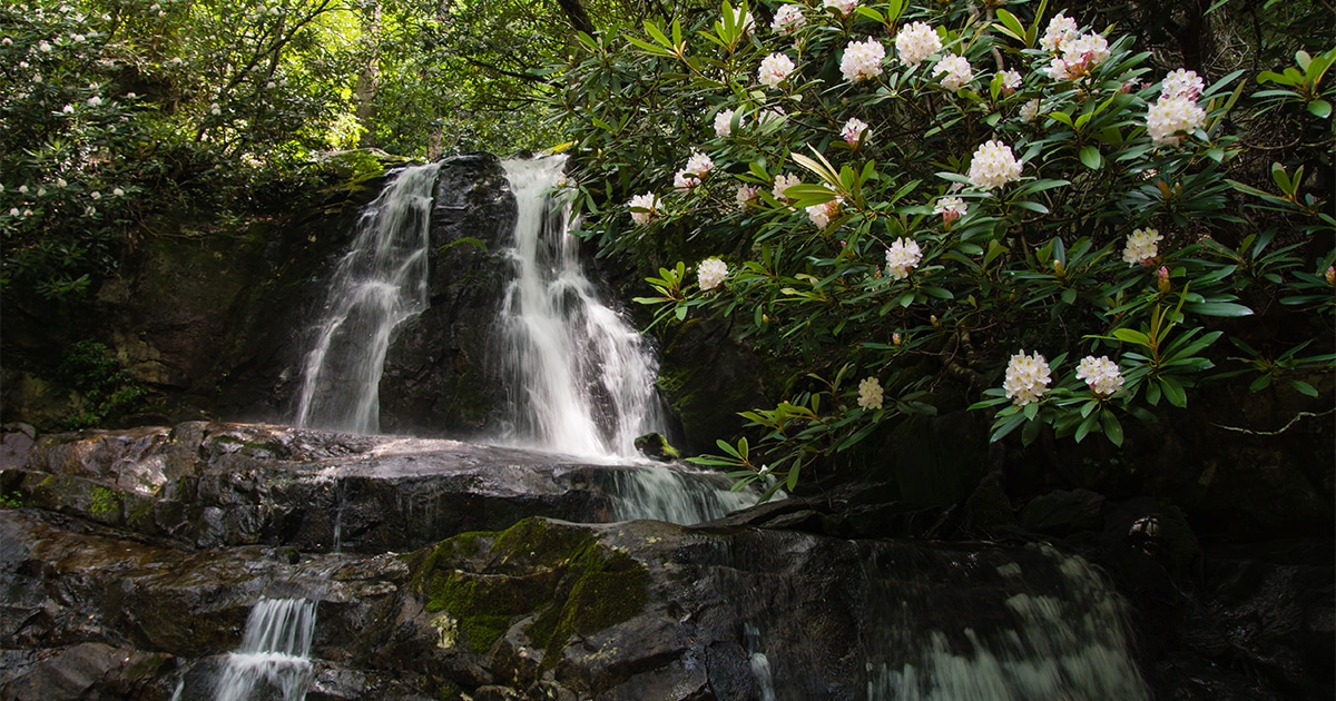 Look for summer wildflowers on a waterfall hike