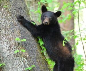 Guide to Scenic Drives Along Cades Cove Loop Road | My Pigeon Forge