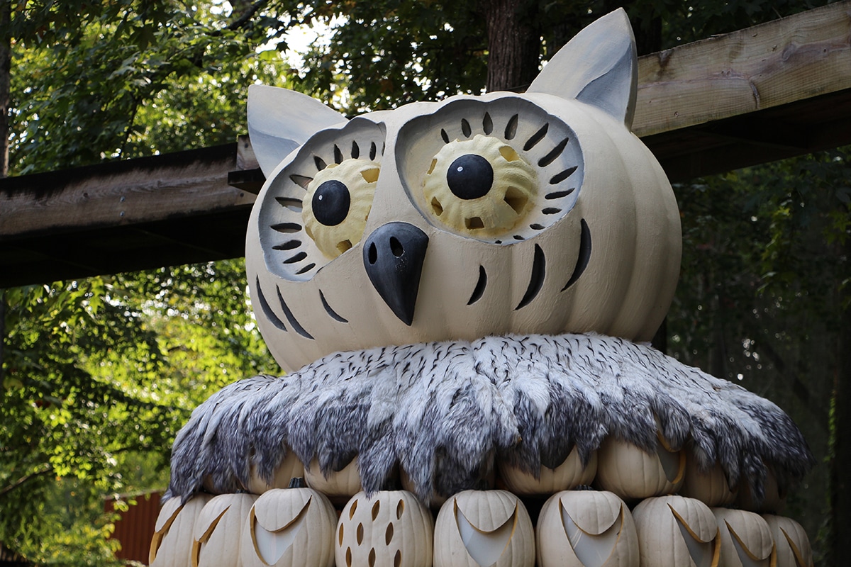 Owl at Dollywood's Harvest Festival this Fall