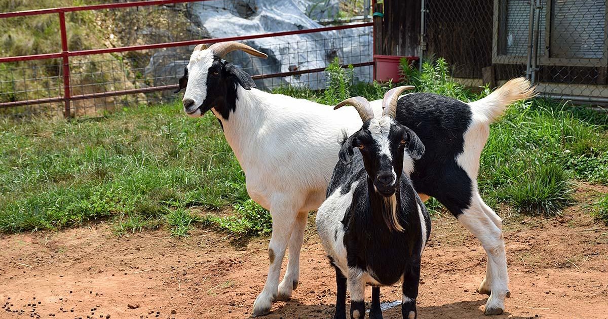 Goats on the Roof