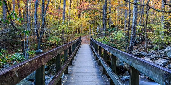 Fall Foliage in the Smoky Mountains