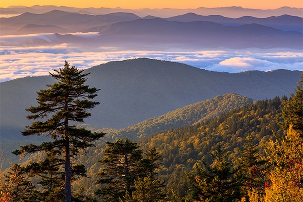 Foliage - Smoky Mountains