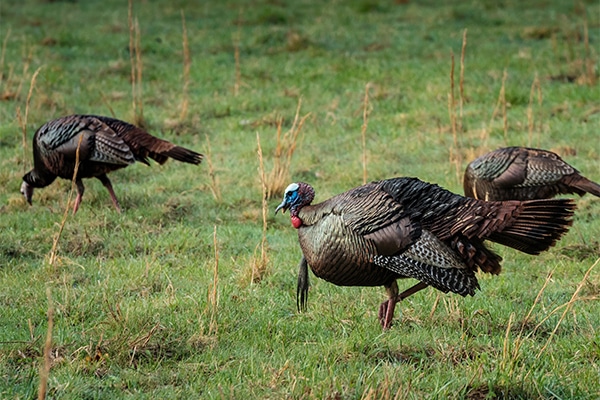 Wildlife - Smoky Mountains